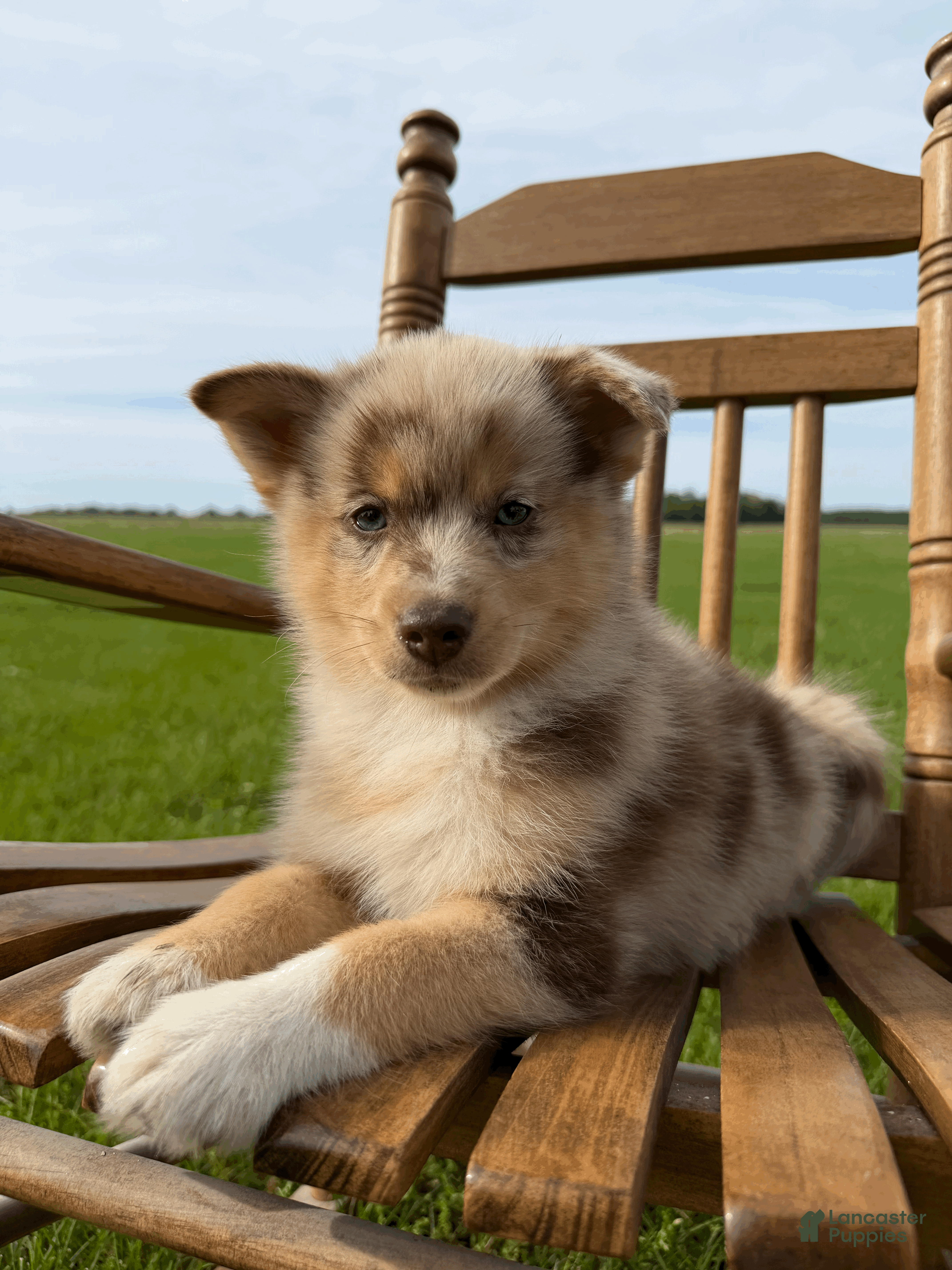 Pomsky dogs Leo - Ad 2