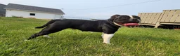 Olde English Bulldogge dogs for sale: Forky - Ad 3