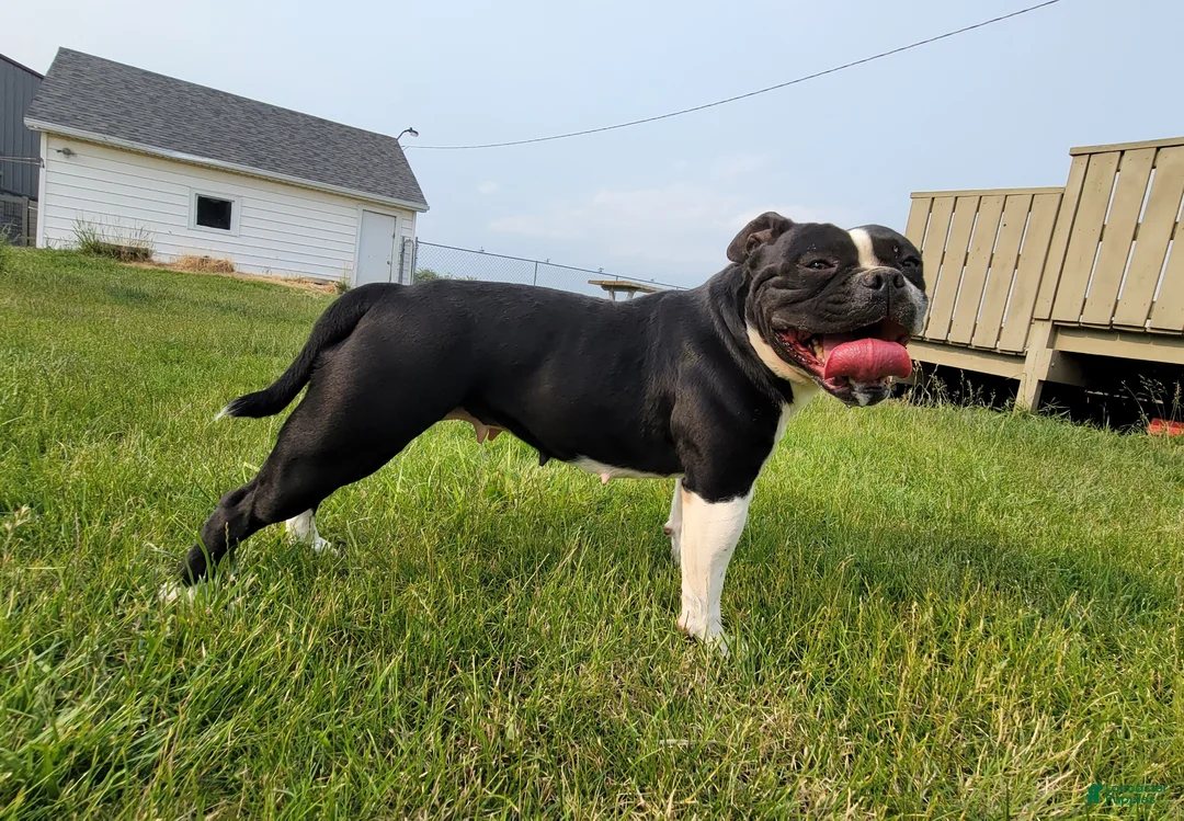 Olde English Bulldogge dogs for sale: Trixie - Ad 2