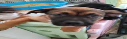 Mixed Breed dogs for sale: Mixed Breed 4 - Ad 4