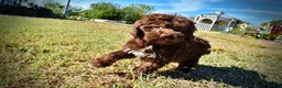 Havapoo dogs for sale: Prince - Ad 22