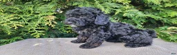 Mini Bernedoodle dogs for sale: Willow - Ad 6