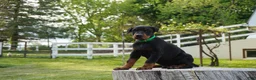 Doberman Pinscher dogs for sale: Macho - Ad 4