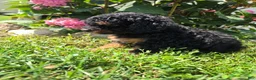 Miniature Poodle dogs for sale: Zeke - Ad 4