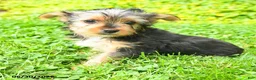 Yorkshire Terrier dogs for sale: Bailey - Ad 10