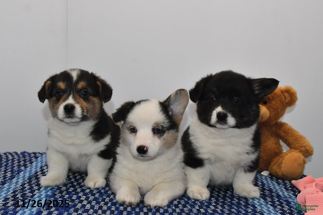 Welsh Corgi Pembroke dogs for sale: Maisy - Ad 2