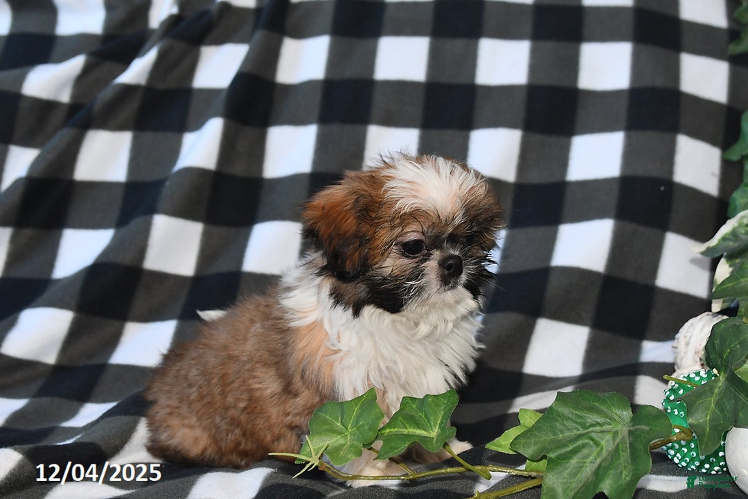 Shih Tzu dogs for sale: Darrin - Ad 5