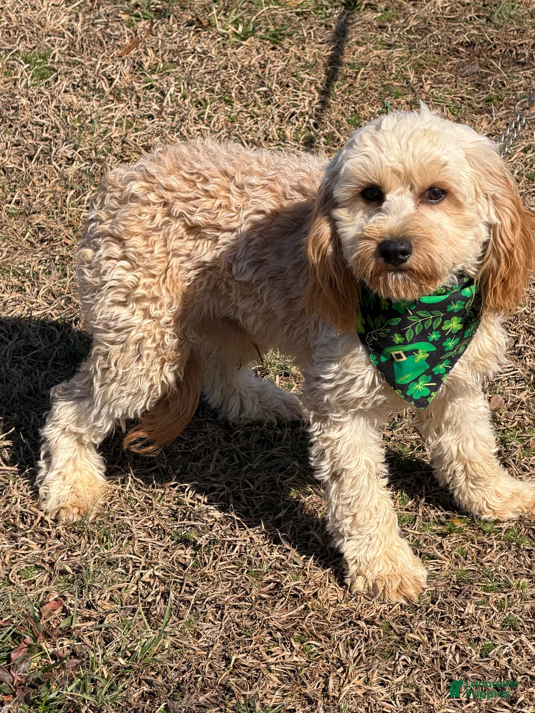 Cavapoo dogs for sale: Russell - Ad 2