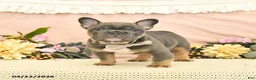 French Bulldog dogs for sale: Champ  - Ad 1