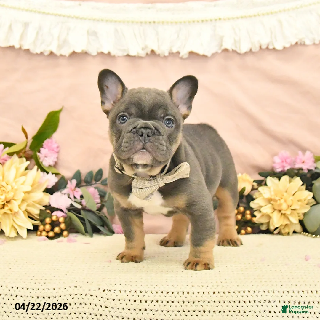 French Bulldog dogs for sale: Champ  - Ad 1