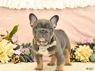 French Bulldog dogs for sale: Champ - Ad 2