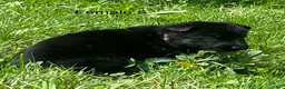 German Shepherd dogs for sale: German Shepherd 5 - Ad 7