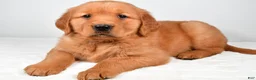 Golden Retriever dogs for sale: Ranger - Ad 1