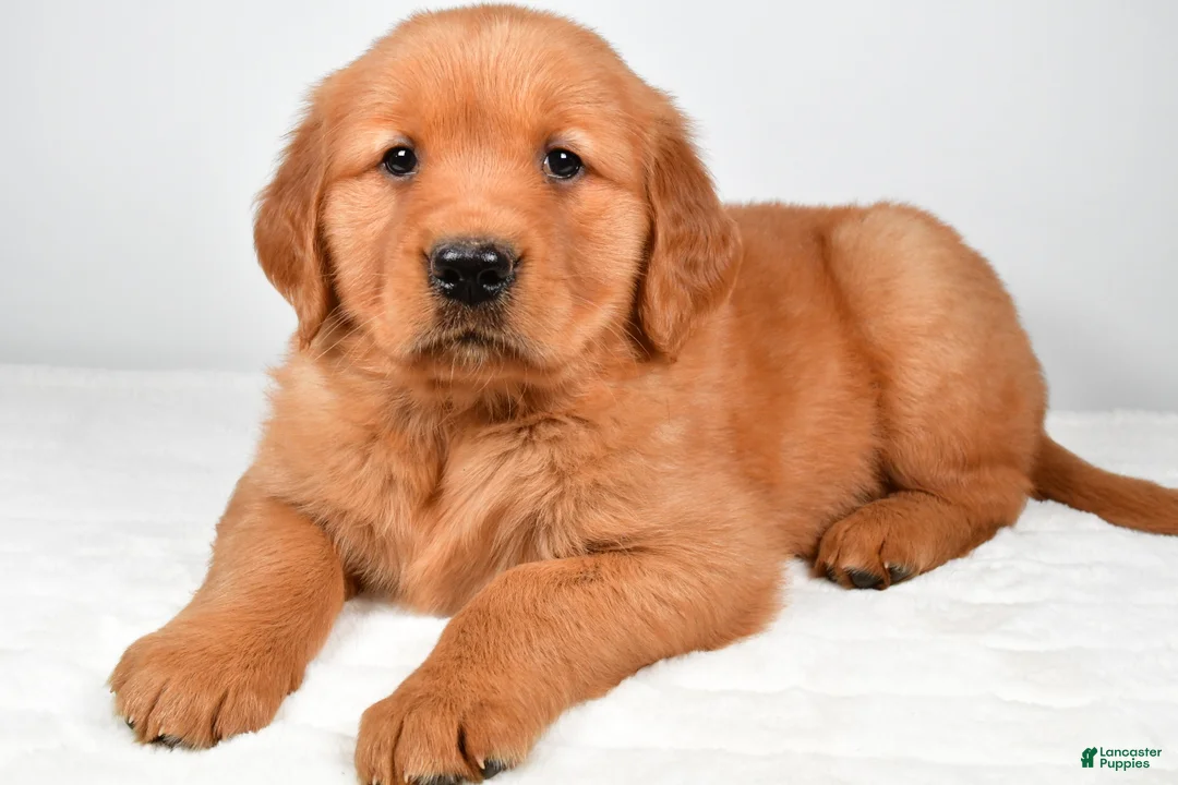 Golden Retriever dogs for sale: Ranger - Ad 1