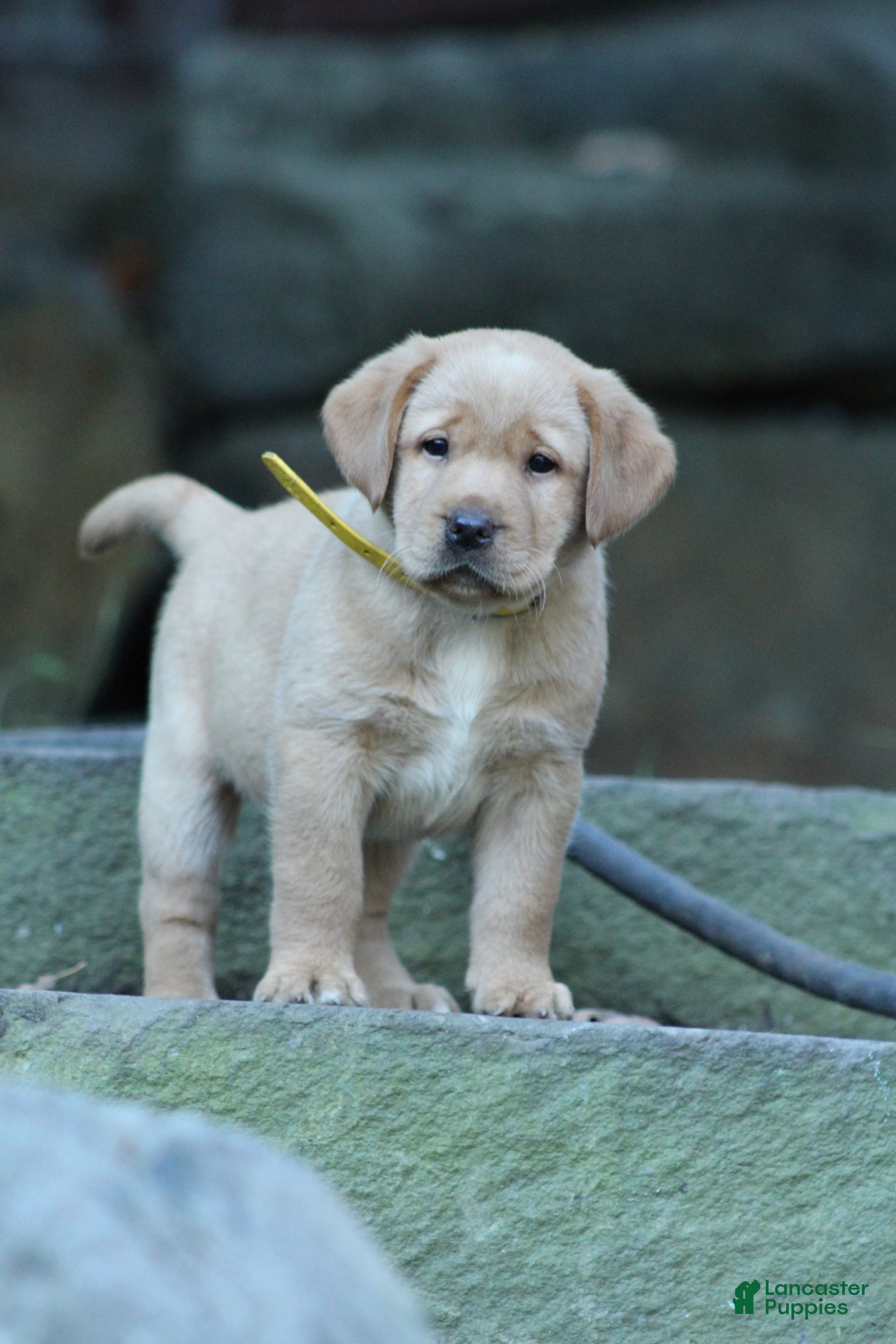 Labrador Retriever dogs Honey - Ad 1