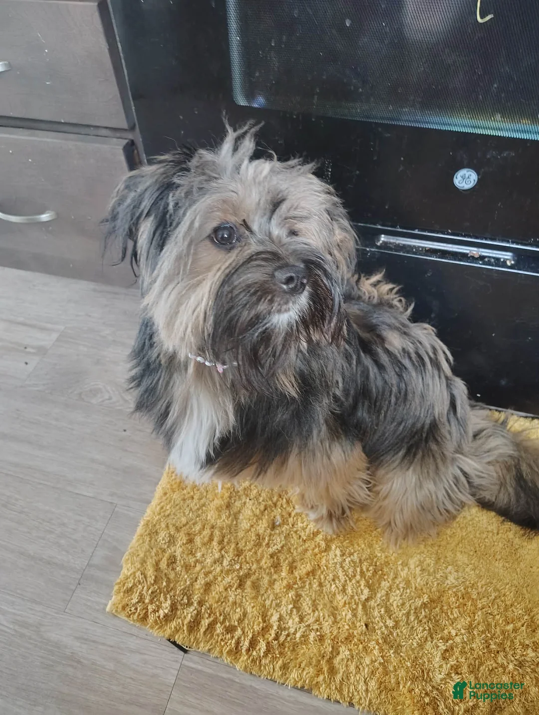 Maltese dogs for sale: Moose - Ad 2