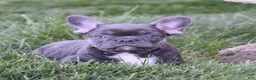 French Bulldog dogs for sale: Ford - Ad 4