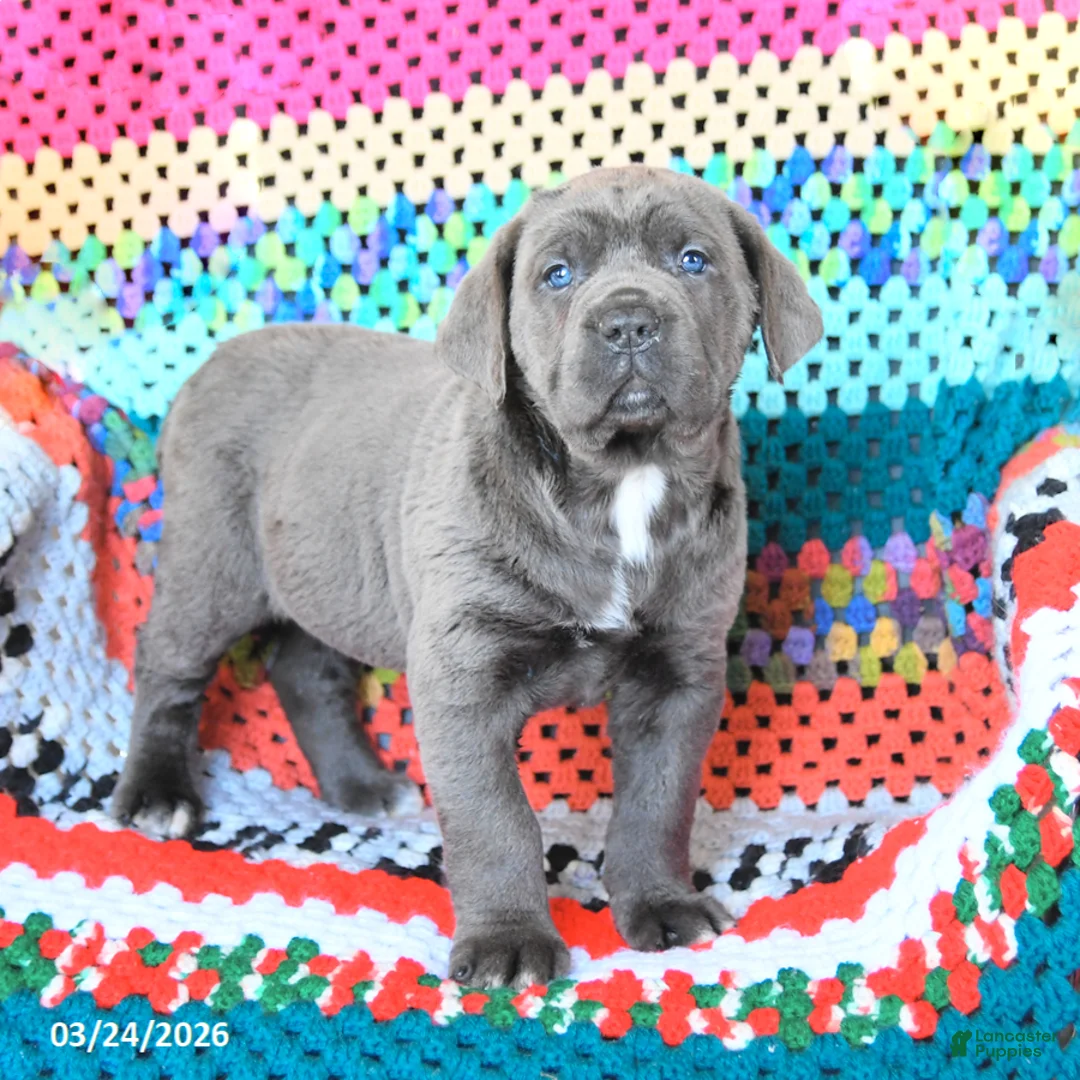 Cane Corso dogs for sale: Dakota - Ad 1