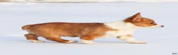 Welsh Corgi Pembroke dogs for sale: Kadin Welsh Corgi Pembroke - Ad 14