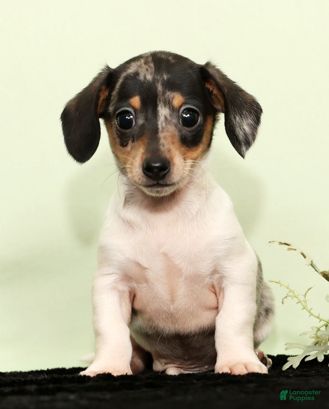 Miniature Dachshund dogs for sale: Isaac - Ad 3