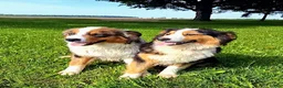Australian Shepherd dogs for sale: Adam - Ad 22