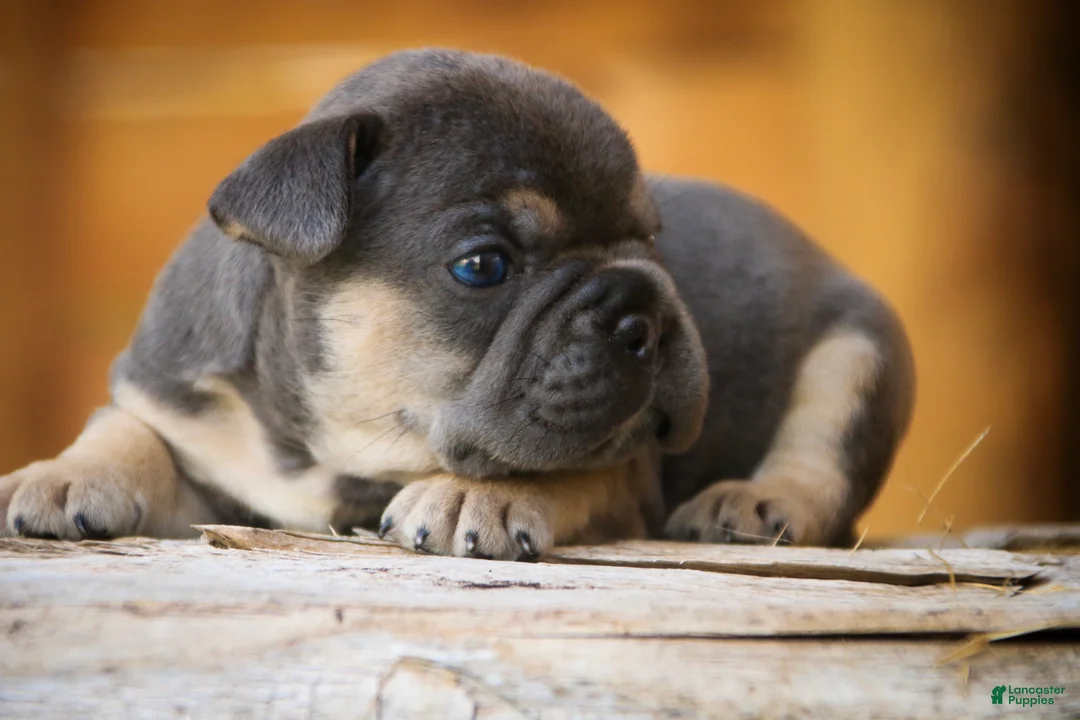 French Bulldog dogs for sale: Gunner French Bulldog  - Ad 2