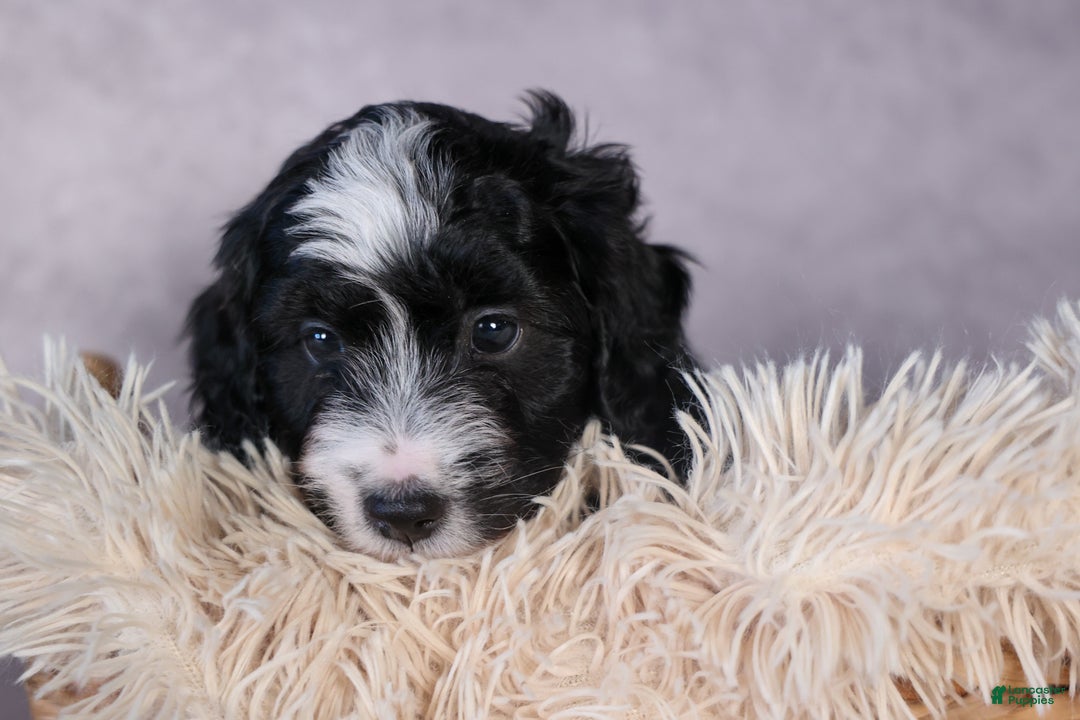Mini Aussiedoodle dogs for sale: Payday - Ad 15