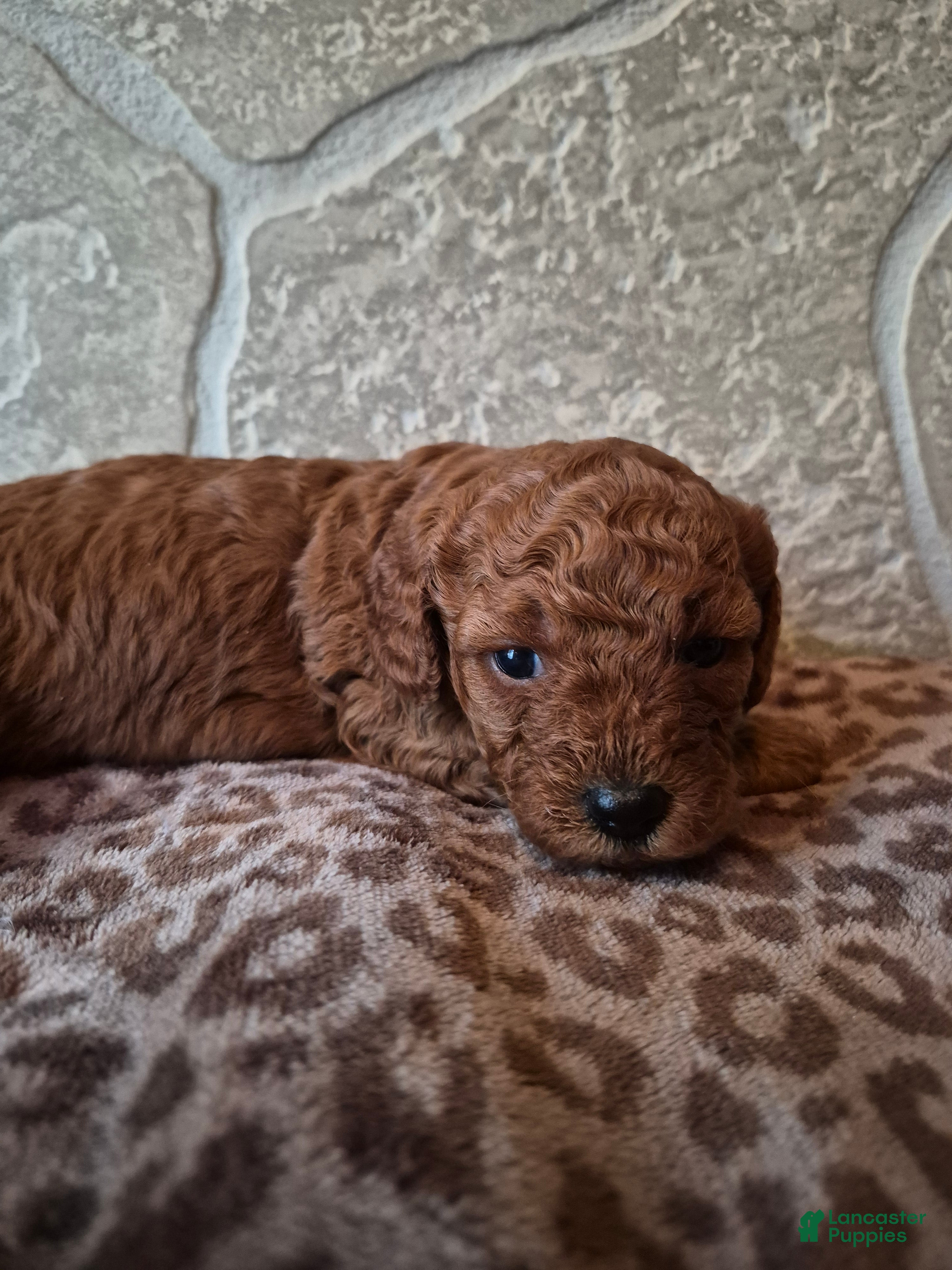 Cavapoo dogs Maple - Ad 2