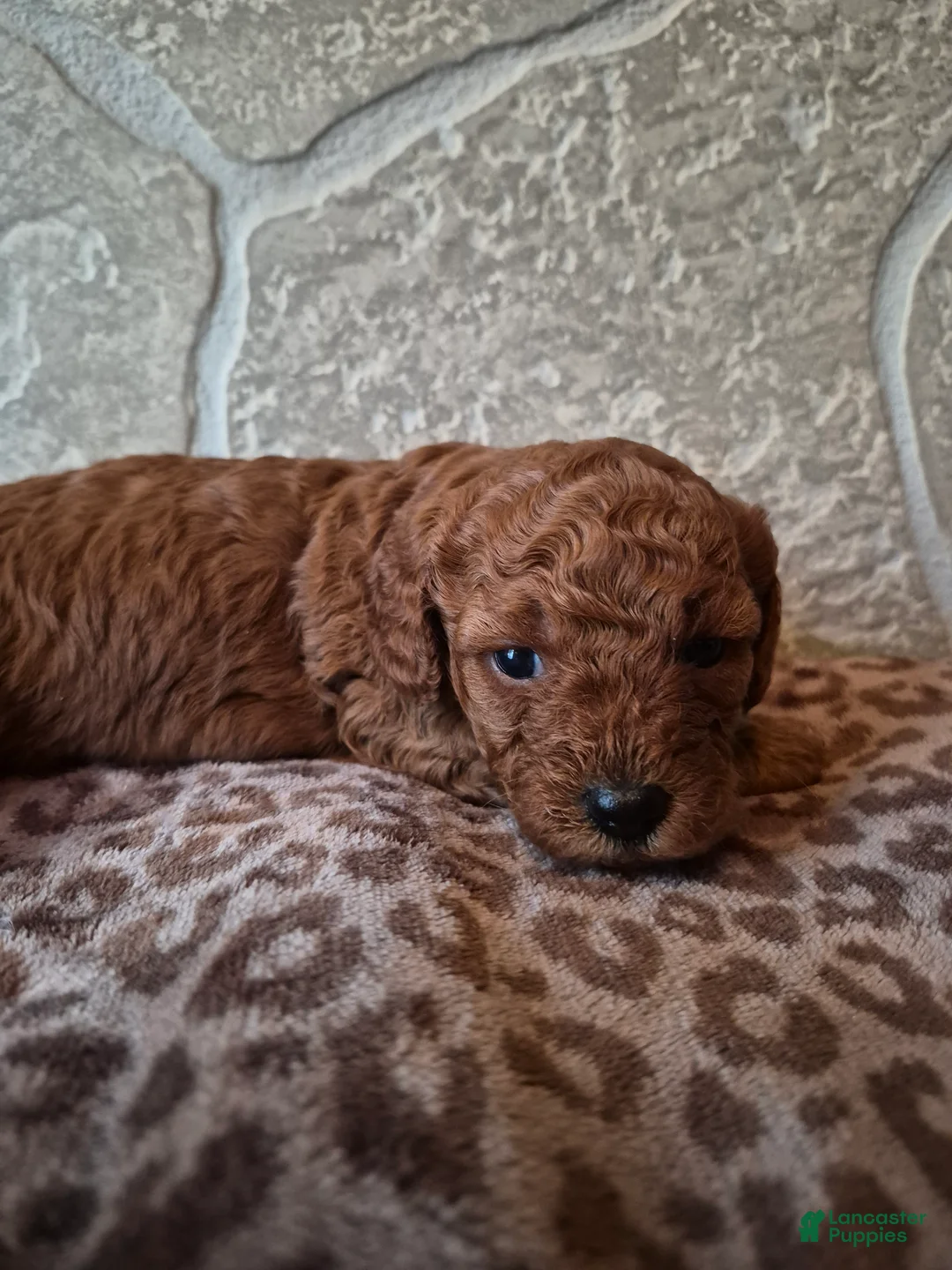 Cavapoo dogs for sale: Maple - Ad 2