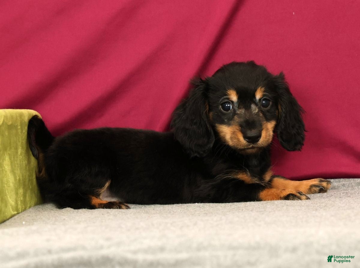 Miniature Dachshund dogs Smokey - Ad 1