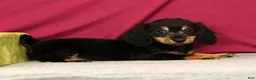 Miniature Dachshund dogs for sale: Smokey - Ad 1