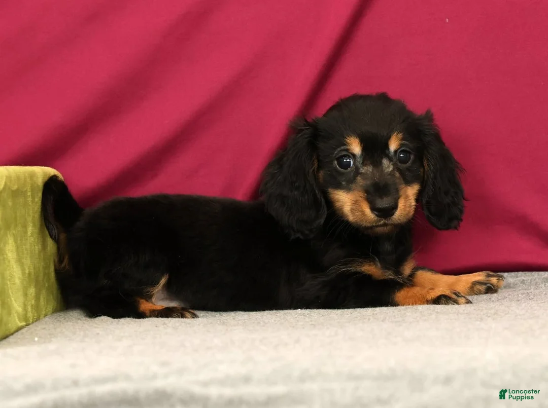 Miniature Dachshund dogs for sale: Smokey - Ad 1