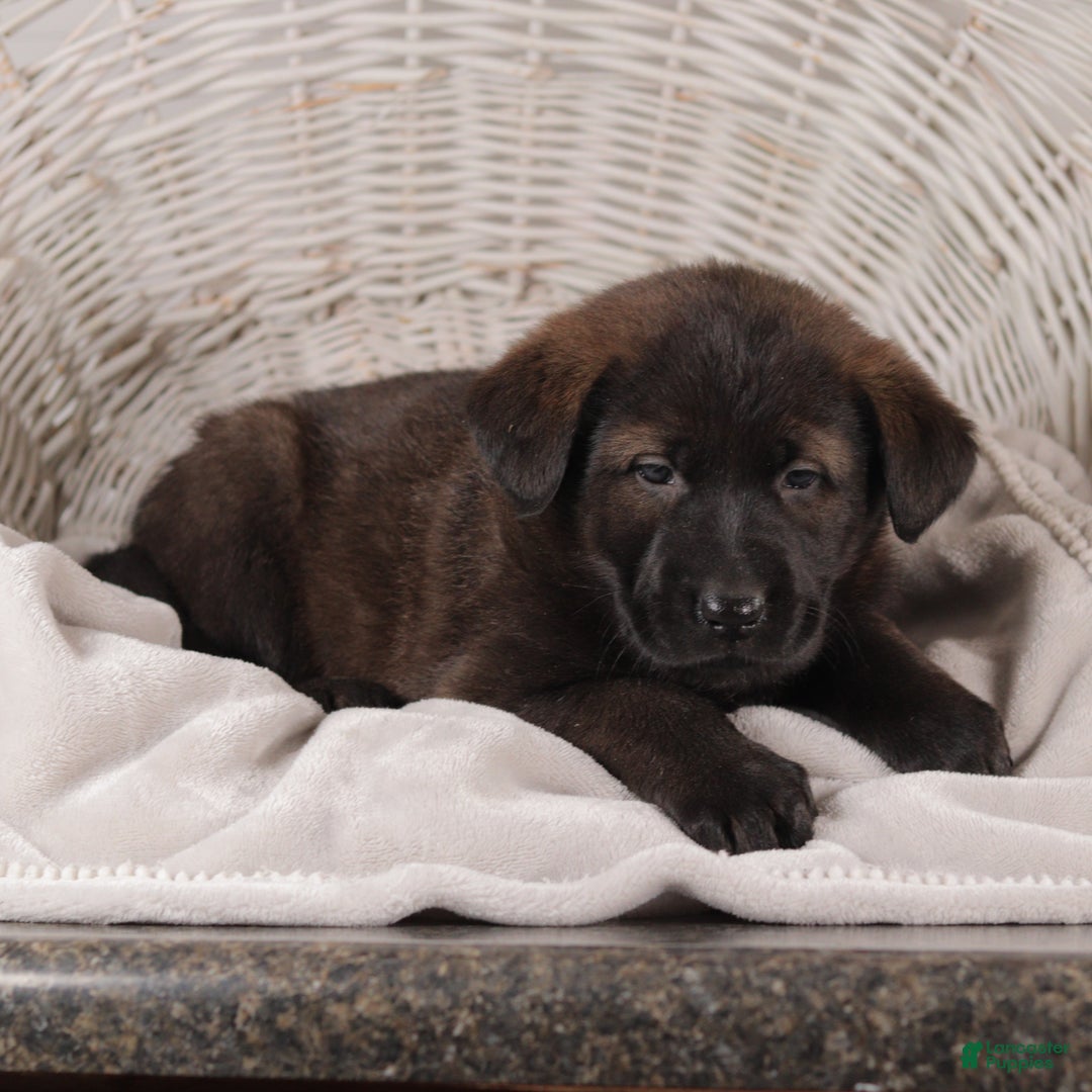 Mixed Breed dogs for sale: Polly - Ad 3