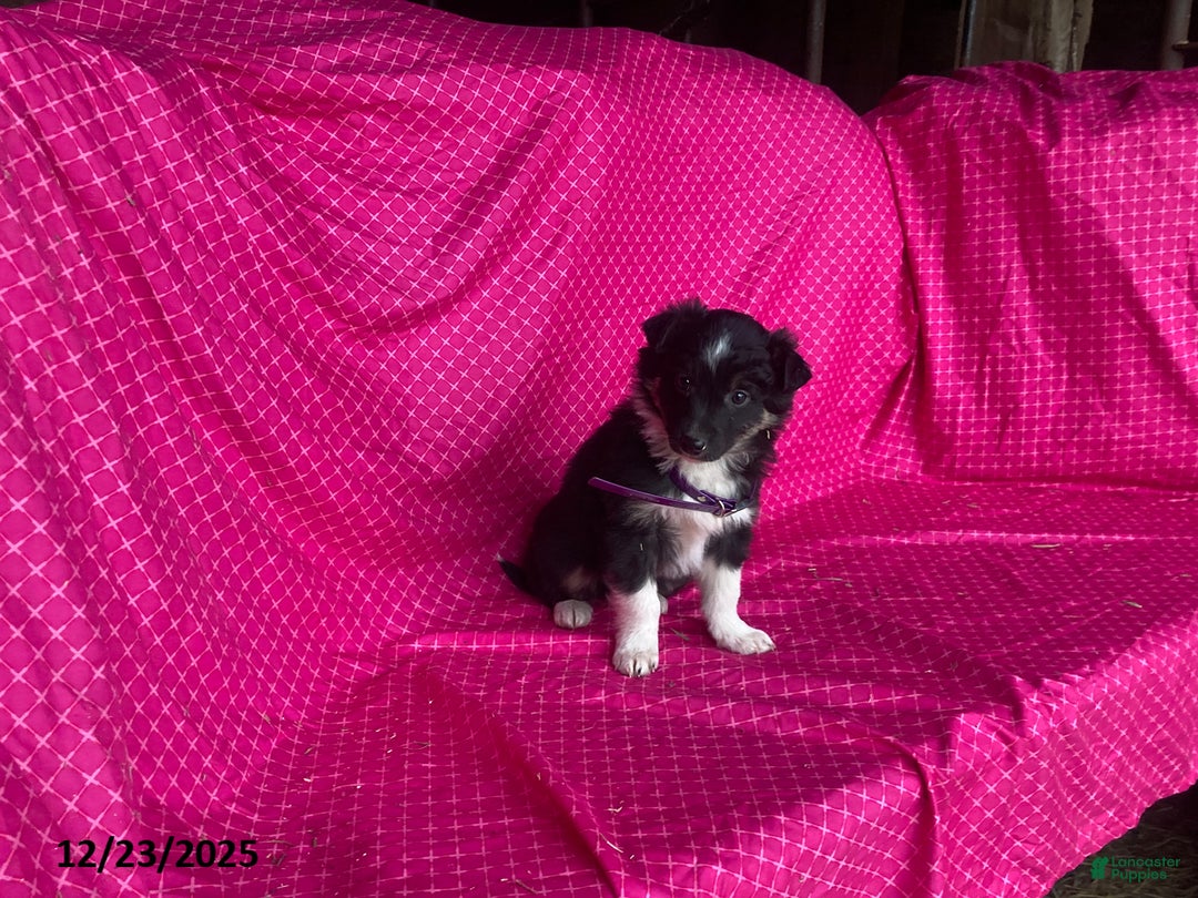 Mixed Breed dogs for sale: Gem  - Ad 2