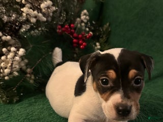 Jack Russell Terrier dogs Skippy - Ad 42