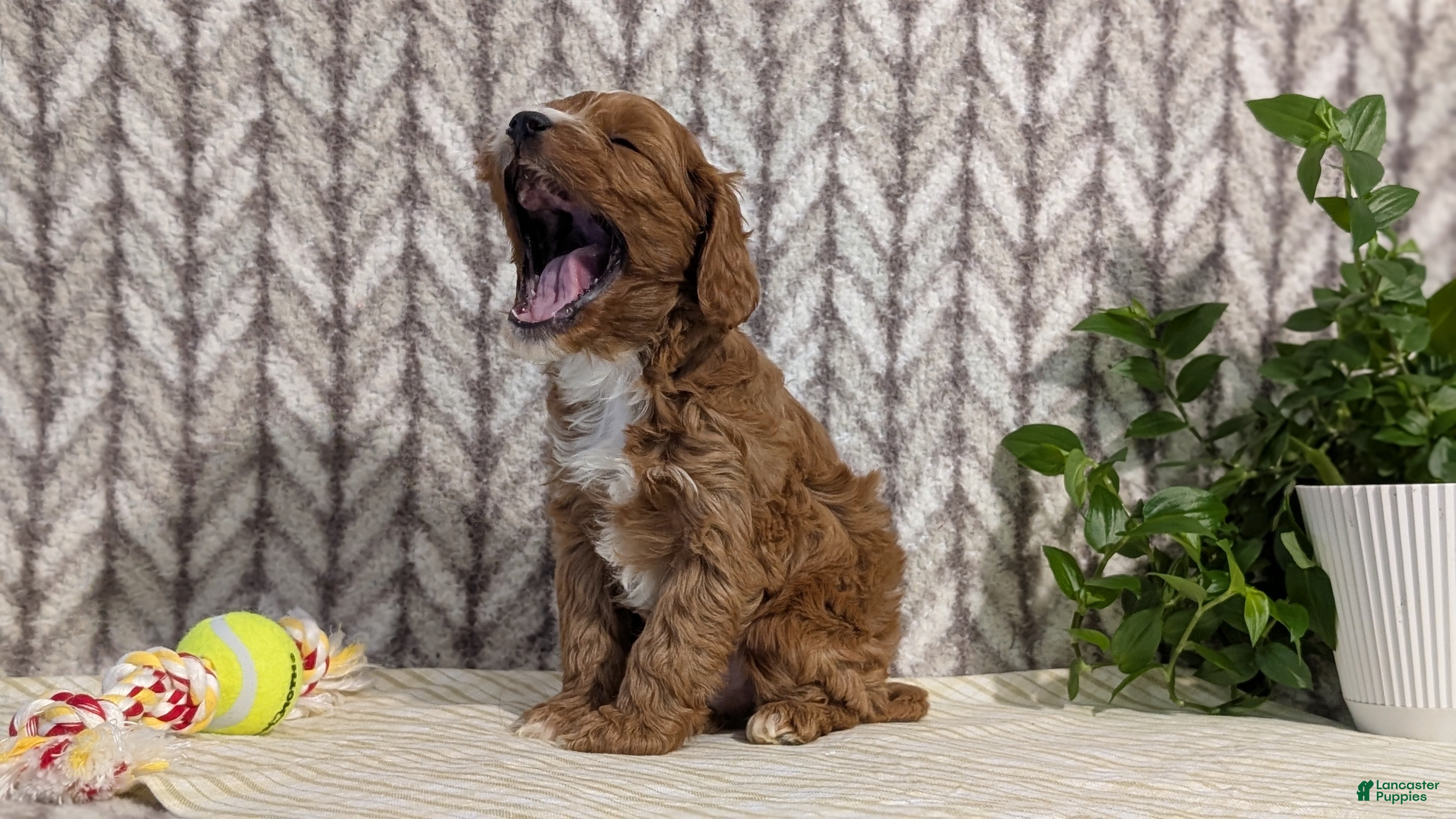 Cavapoo dogs Arlo - Ad 2