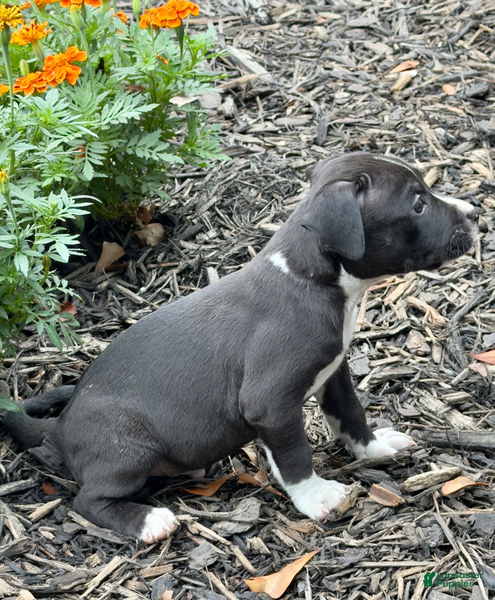 American Pit Bull Terrier dogs American Pit Bull Terrier 1 - Ad 2