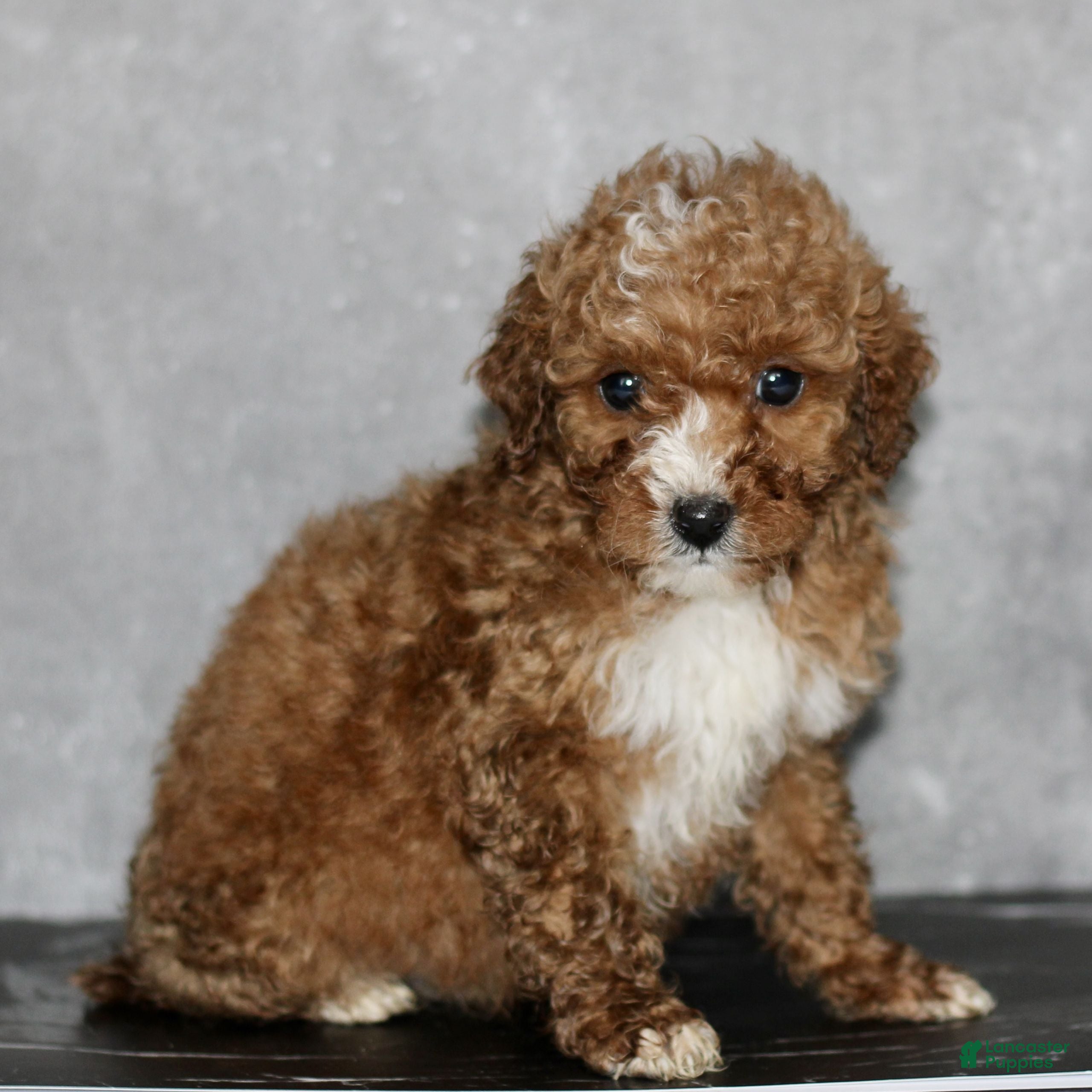 Miniature Poodle dogs for sale: Kelly  - Ad 1