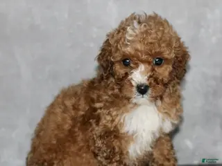 Miniature Poodle dogs for sale: Kelly - Ad 1