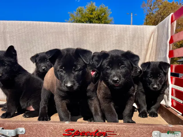 Belgian Malinois dogs for sale: Bianca❤️Mom and Dad are here to meet - Ad 2
