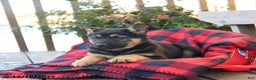German Shepherd dogs for sale: Mocha - Ad 4
