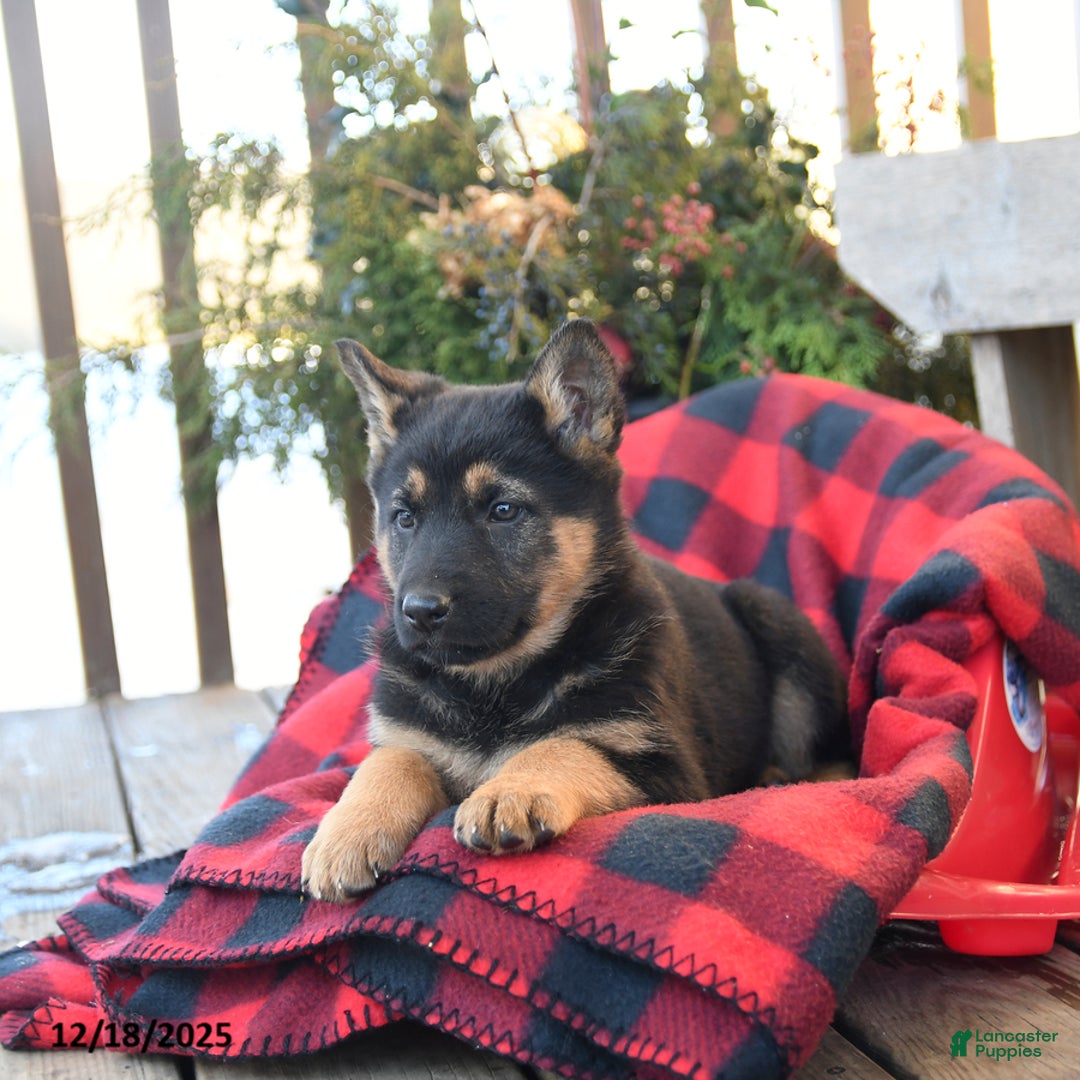 German Shepherd dogs for sale: Mocha - Ad 4