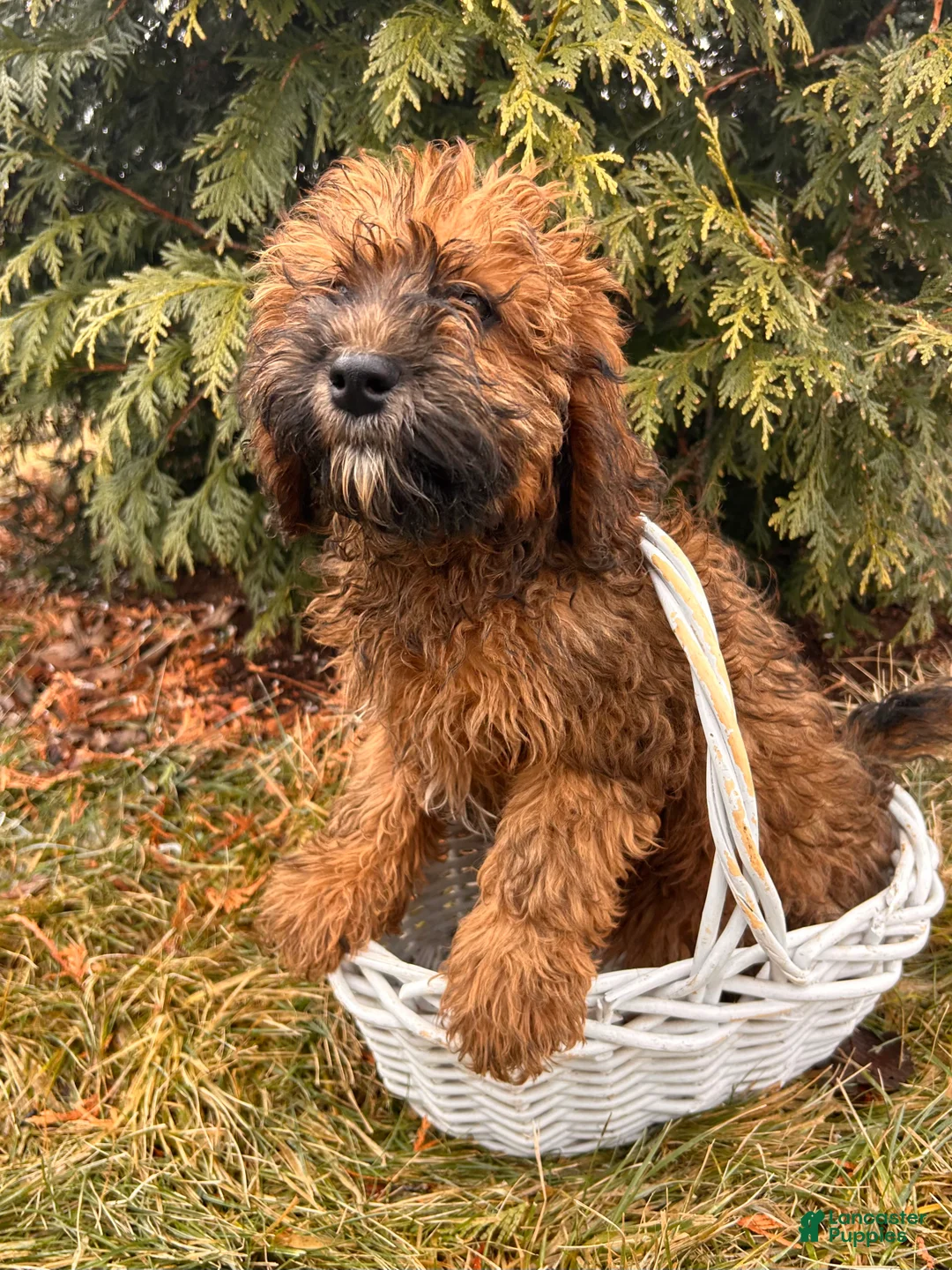 Whoodle dogs for sale: Ember - Ad 5