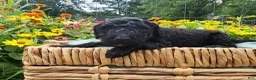 Mini Sheepadoodle dogs for sale: Apollo - Ad 17