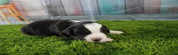 Miniature Australian Shepherd dogs for sale: Liberty - Ad 14