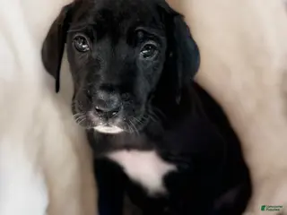 Great Dane dogs Zoey - Ad 21