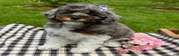 Toy Poodle dogs for sale: Holly - Ad 4