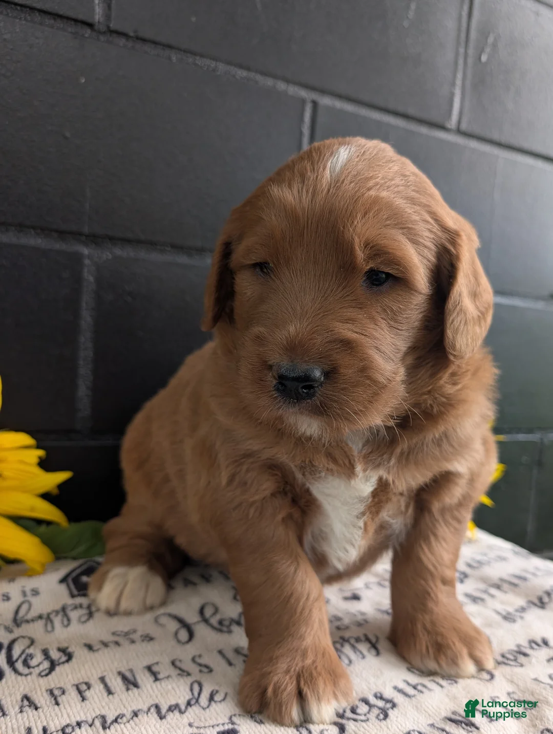 Goldendoodle dogs for sale: Mikie - Ad 2