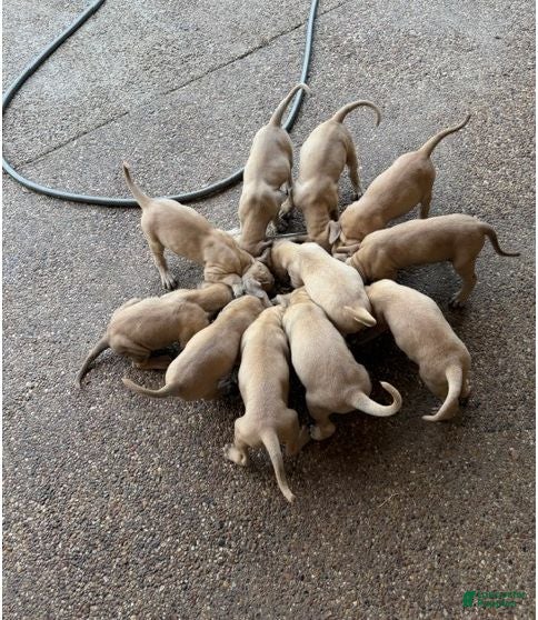 Black Mouth Cur dogs Black Mouth Cur 10 - Ad 1