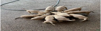 Black Mouth Cur 10
